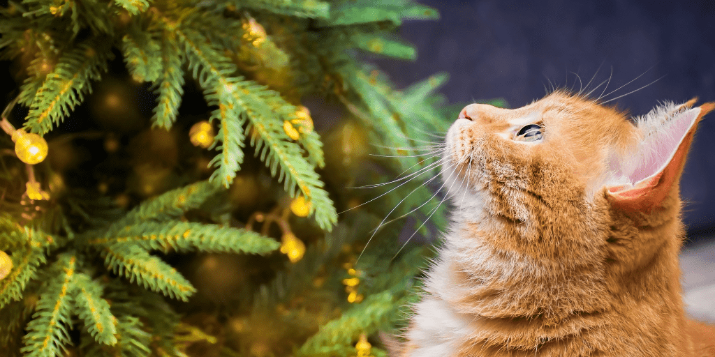 Non-toxic Christmas tree. A picture of a cat looking at a safe Christmas tree.

