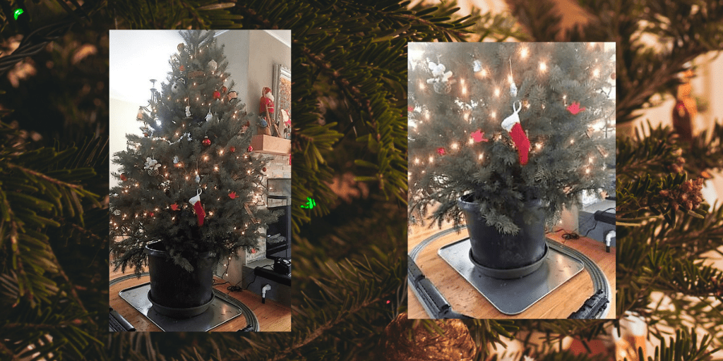 A living Christmas tree. A picture of a pine in a pot as an option for a non-toxic Christmas tree.
