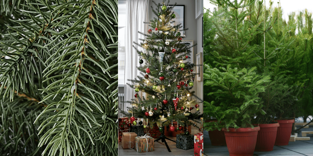 Non-toxic Christmas tree. A picture of safe Christmas tree options.

