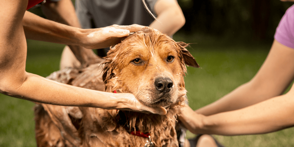 Is Branch Basics safe for pets? A picture of a dog being washed with green cleaning products.