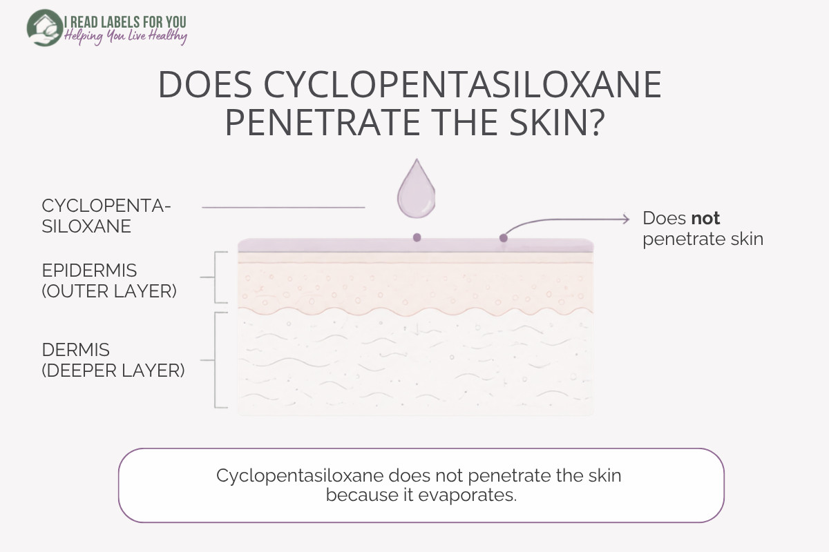 Infographic depicting skin layers and answering the question Does Cyclopentasiloxane Penetrate Skin