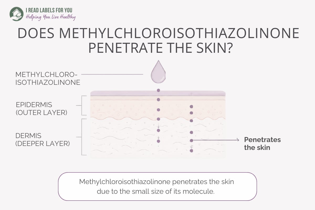 Infographic depicting skin layers and answering the question Does Methylchloroisothiazolinone Penetrate skin