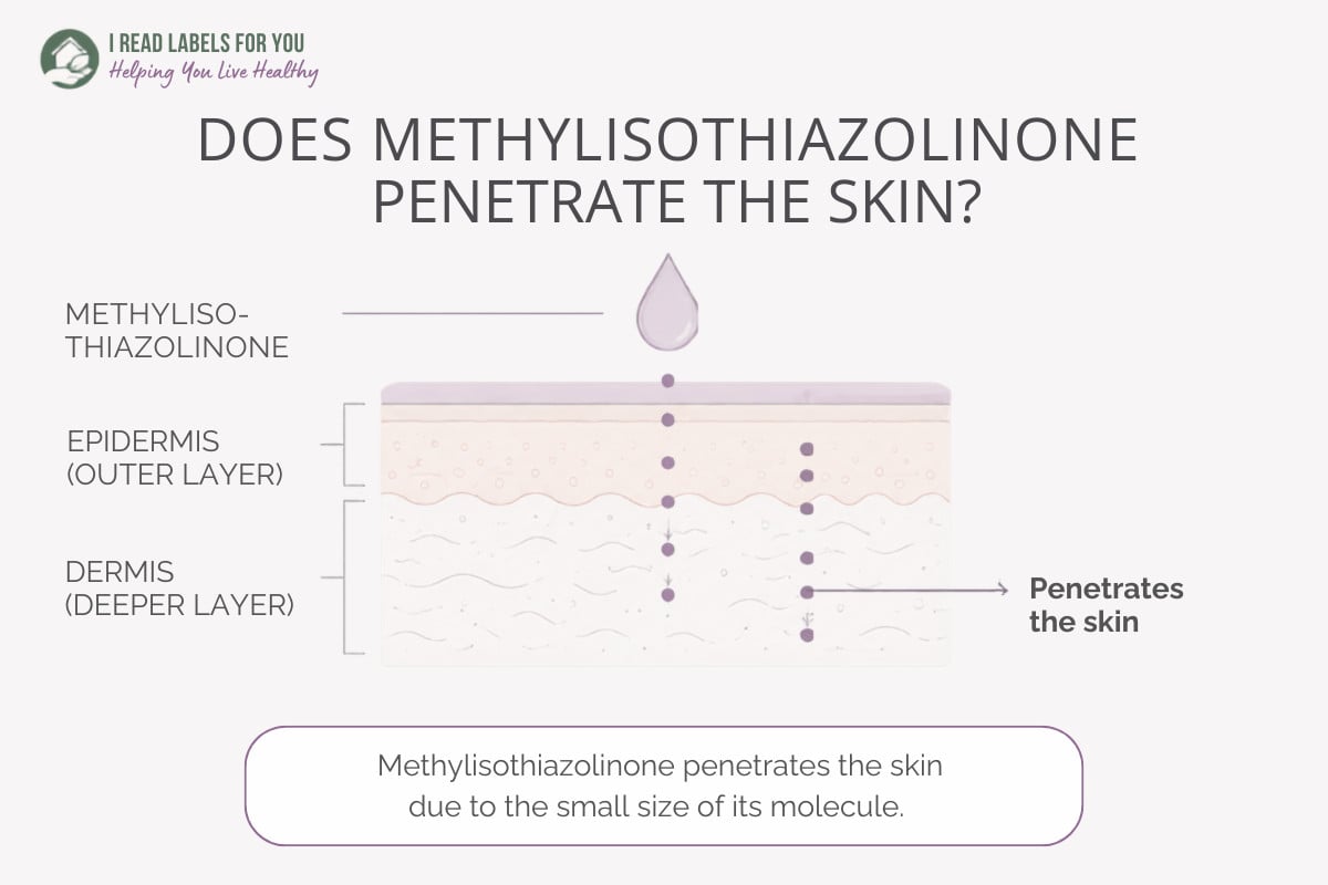 Infographic depicting skin layers and answering the question Does Methylisothiazolinone Penetrate Skin
