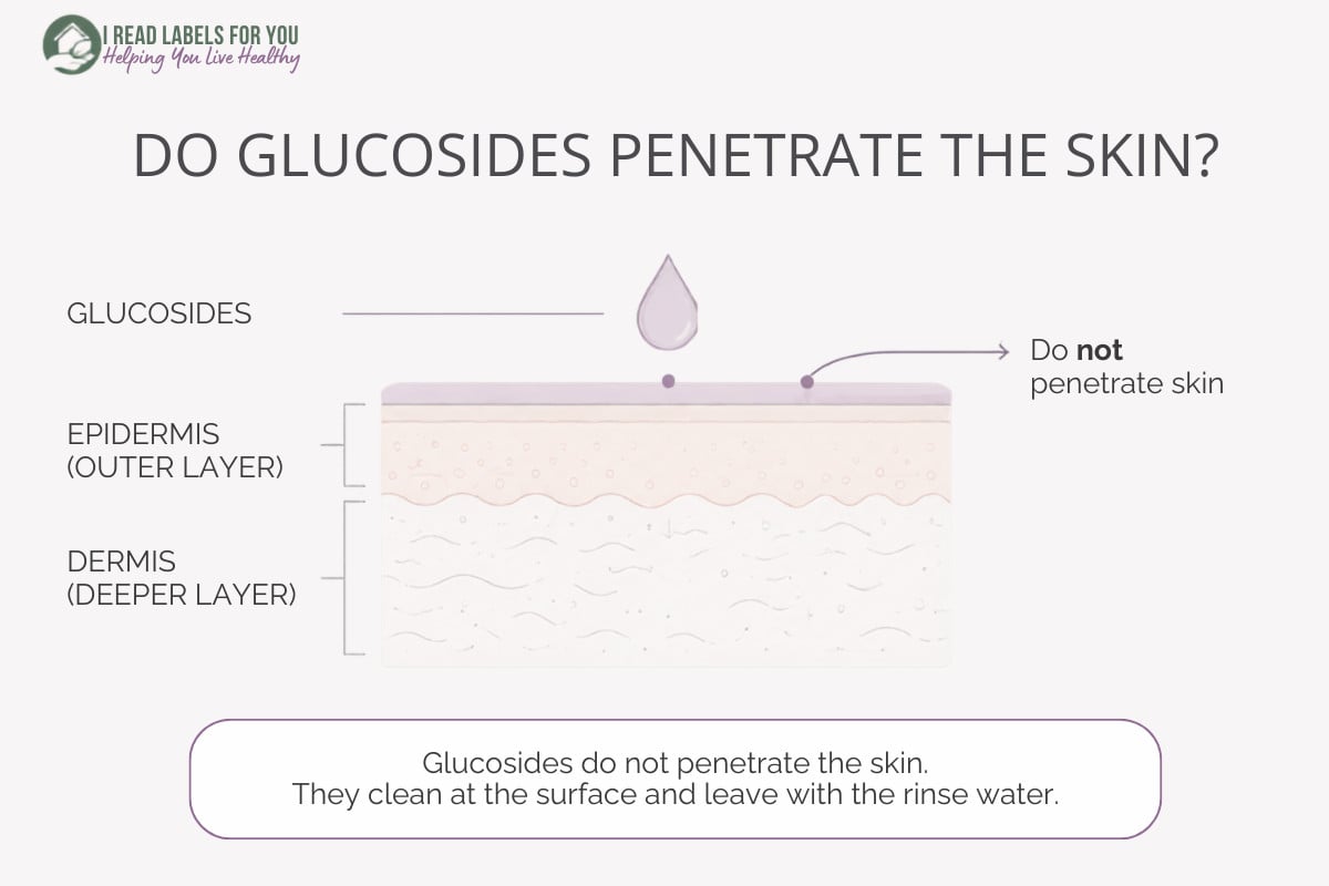 Infographic depicting skin layers and answering the question Do Glucosides Penetrate Skin