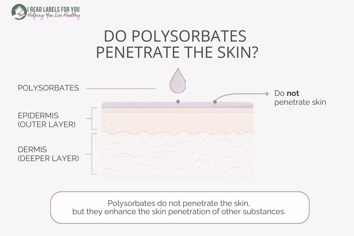 Infographic depicting skin layers and answering the question Do Polysorbates Penetrate Skin