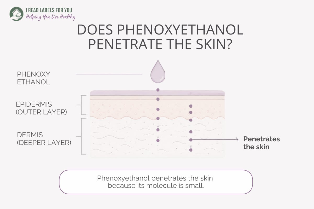 Infographic depicting skin layers and answering the question Does Phenoxyethanol Penetrate Skin