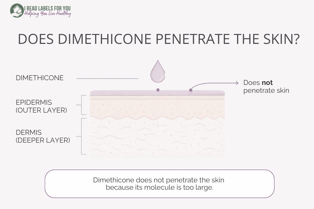 Infographic depicting skin layers and answering the question Does Dimethicone penetrate skin