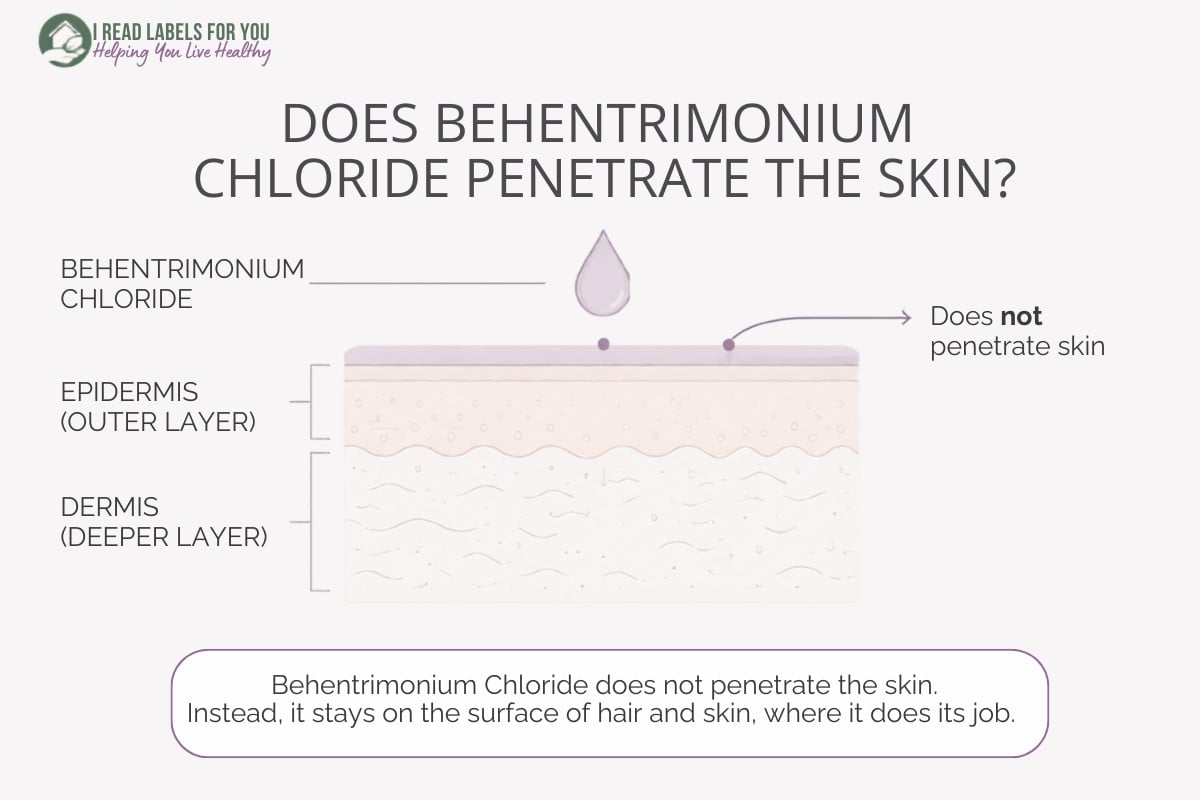 IRLFY infographic depicting skin layers and answering the question Does Behentrimonium Chloride Penetrate Skin
