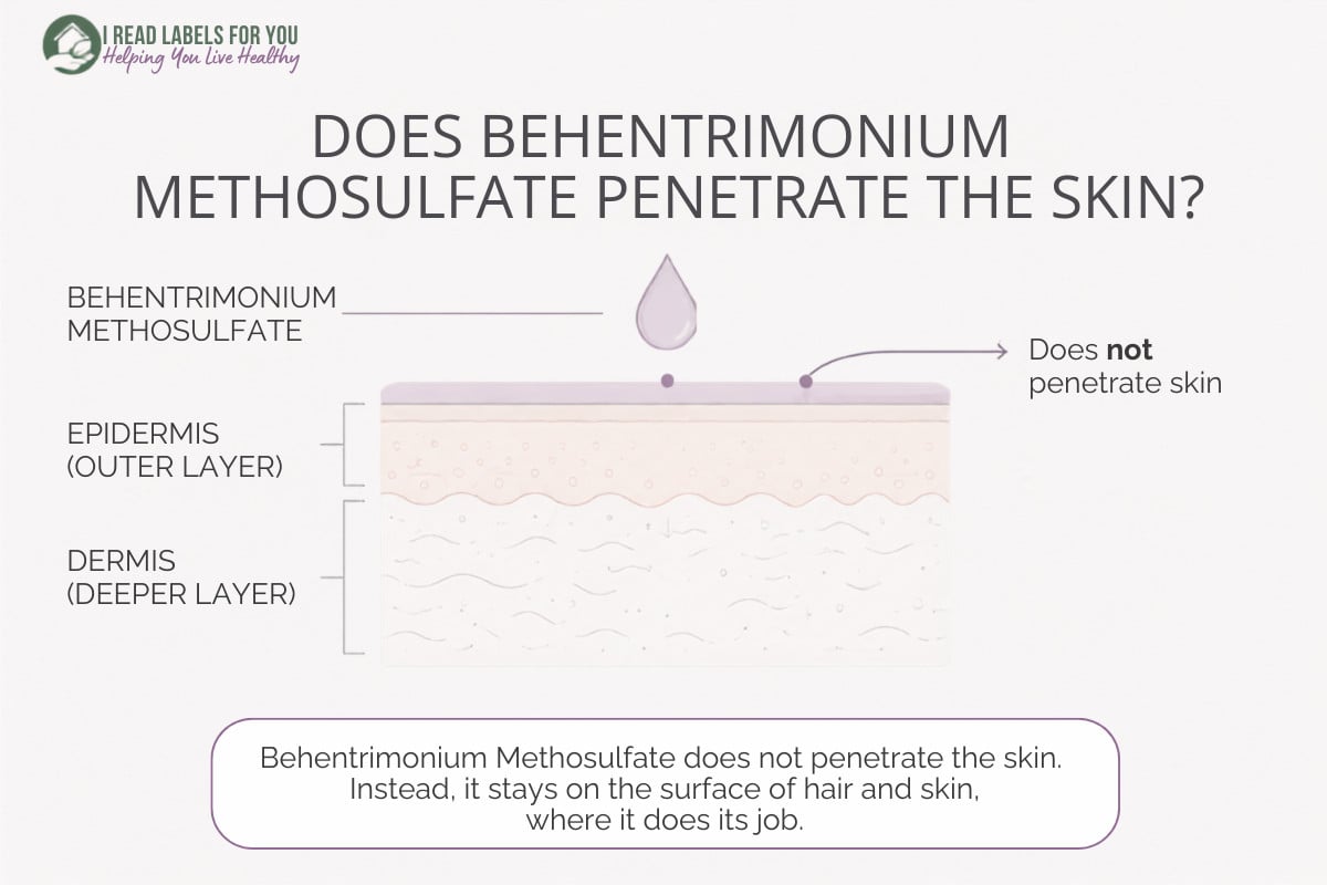 I Read Labels For You infographic depicting layers of skin and answering the question Does Behentrimonium Methosulfate Penetrate the skin