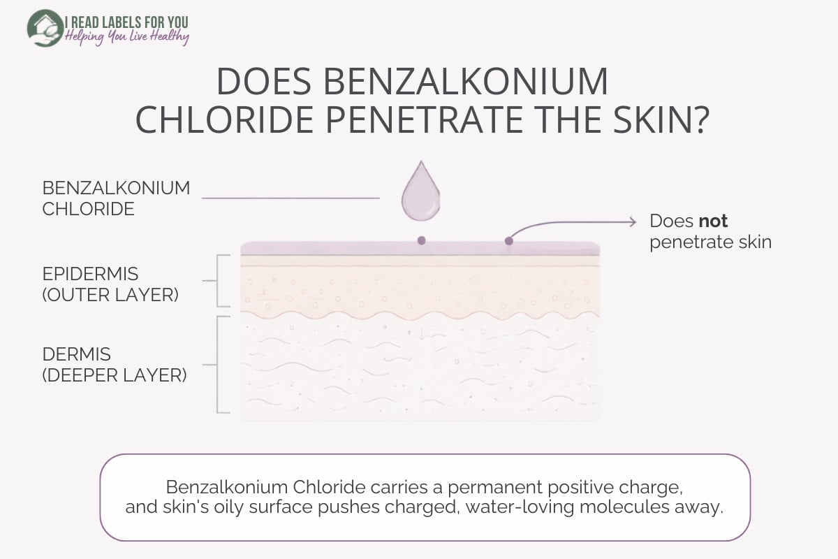 I Read Labels For You infographic answering the question Does Benzalkonium Chloride Penetrate Skin: it doesn't.