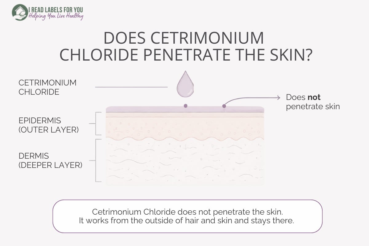 I Read Labels For You infographic depicting layers of skin and answering the question Does Cetrimonium Chloride Penetrate Skin