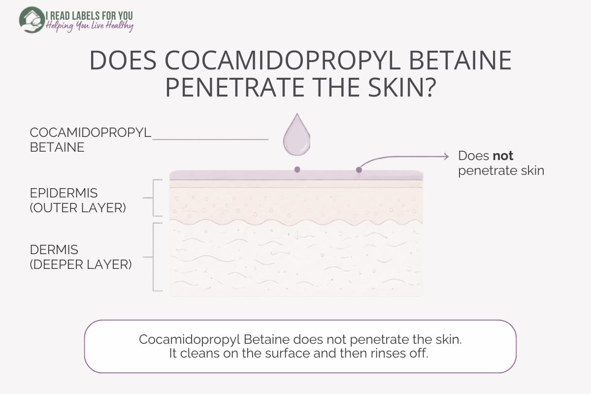 Infographic depicting the answer to the question Does Cocamidopropyl Betaine Penetrate skin