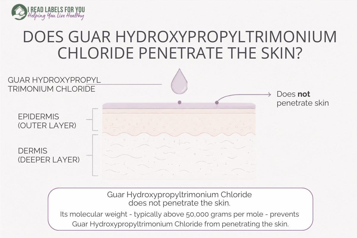I Read Labels For You opinion on Does HYDROXYPROPYLTRIMONIUM CHLORIDE penetrate skin. Infographic depicting epidermis and dermis.