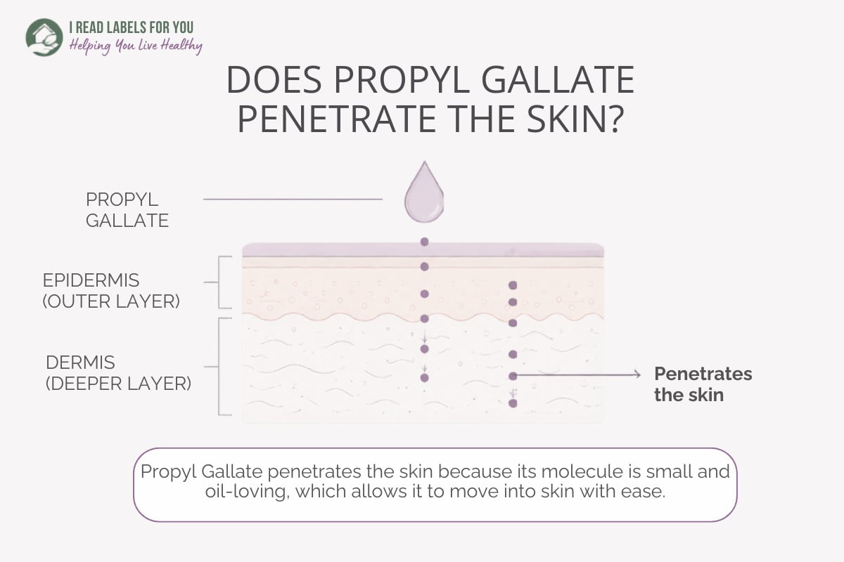 I Read Labels For You infographic depicting skin layers and answering the question Does Propyl Gallate Penetrate Skin