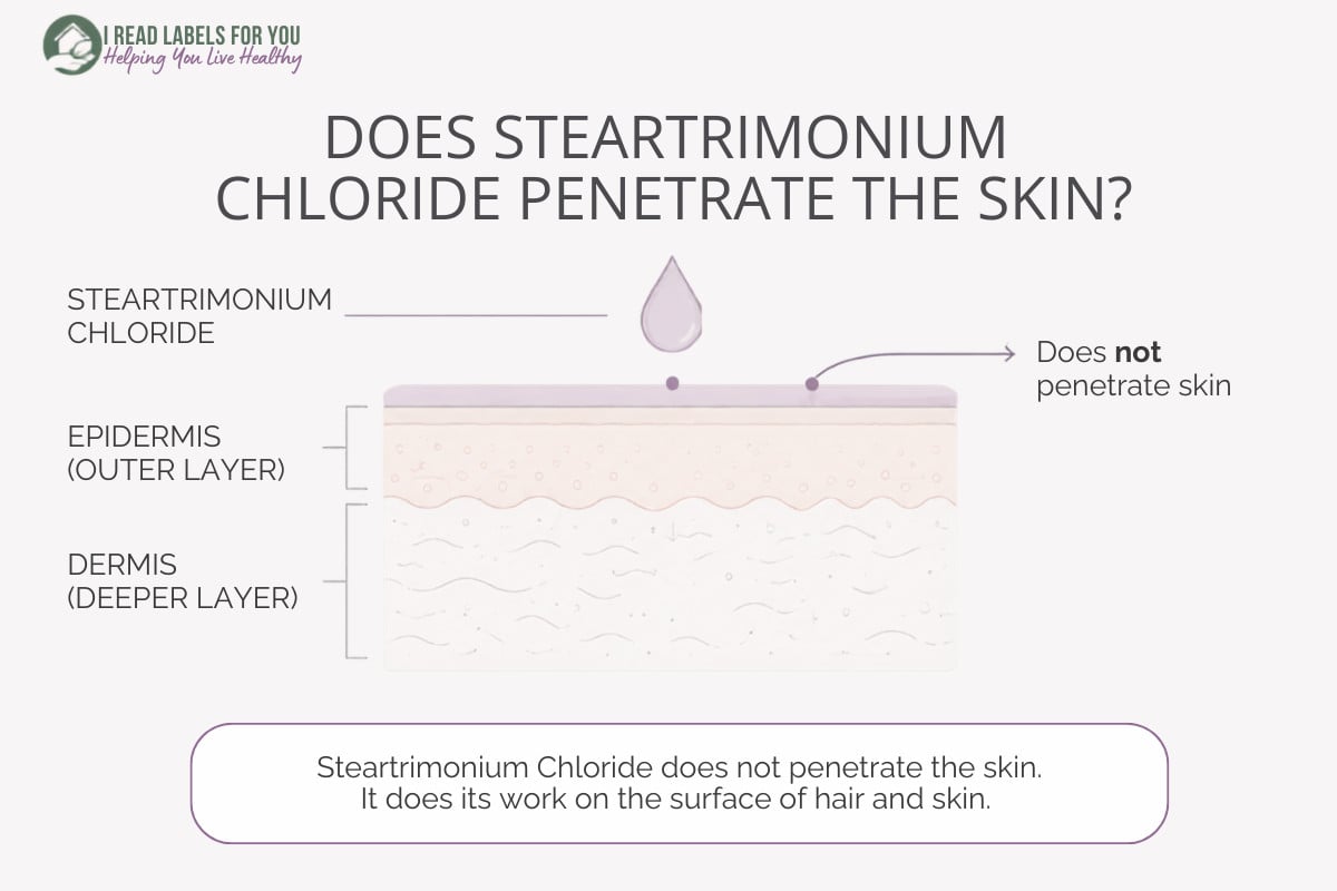 I Read Labels For You infographic depicting skin layers and answering the question Does Steartrimonium Chloride Penetrate Skin