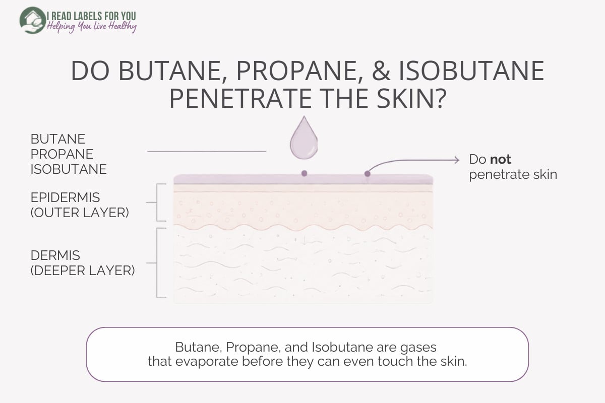 Infographic depicting skin layers and answering the question Do Butane, Propane, And Isobutane Penetrate Skin