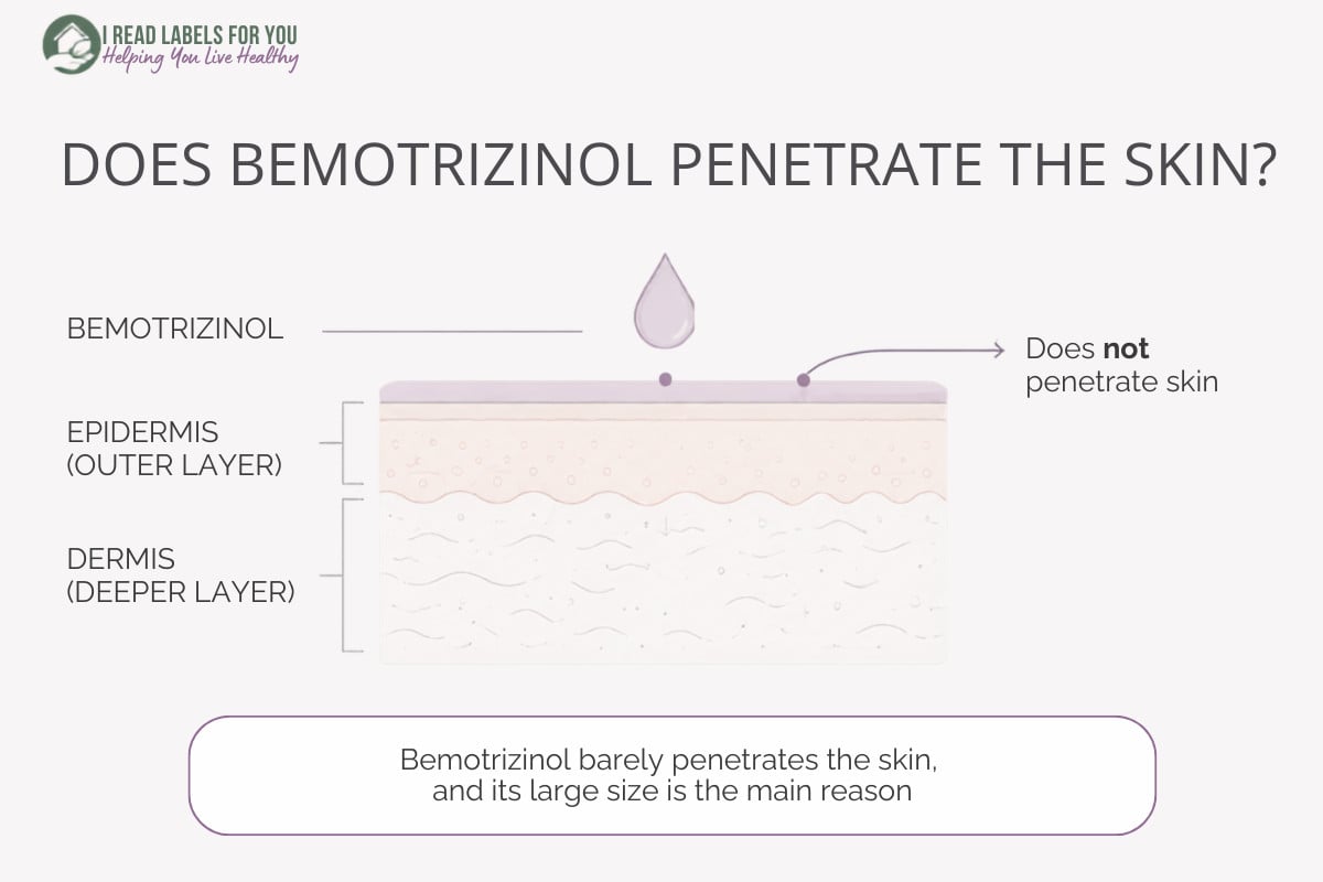 Infographic depicting skin layers and answering the question Does Bemotrizinol Penetrate Skin