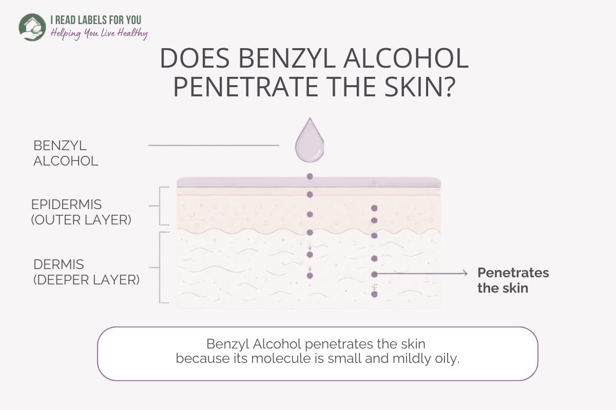 Infographic depicting skin layers and answering the question Does Benzyl Alcohol Penetrate Skin
