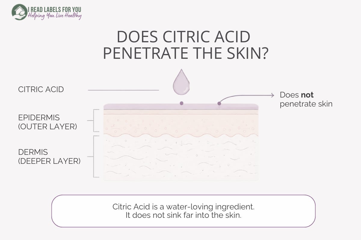 Infographic depicting skin layers and answering the question Does Citric Acid Penetrate Skin