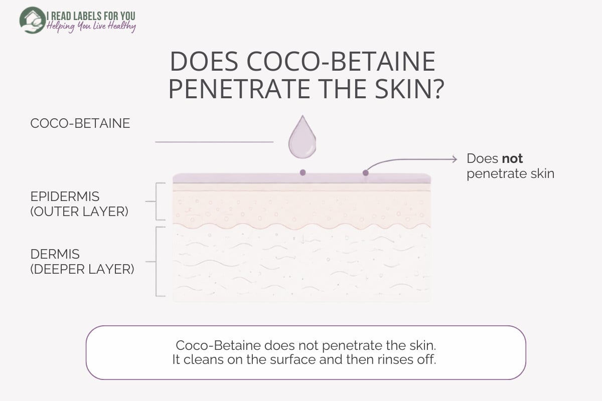 Infographic depicting skin layers and answering the question Does Coco-Betaine Penetrate skin