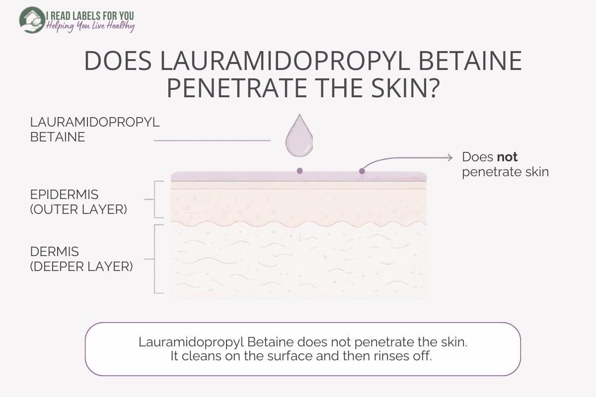 Infographic depicting skin layers and answering the question Does Lauramidopropyl Betaine Penetrate Skin