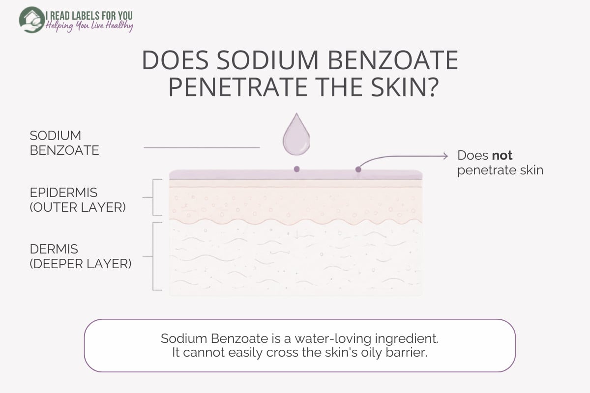 Infographic depicting skin layers and answering the question Does Sodium Benzoate Penetrate Skin