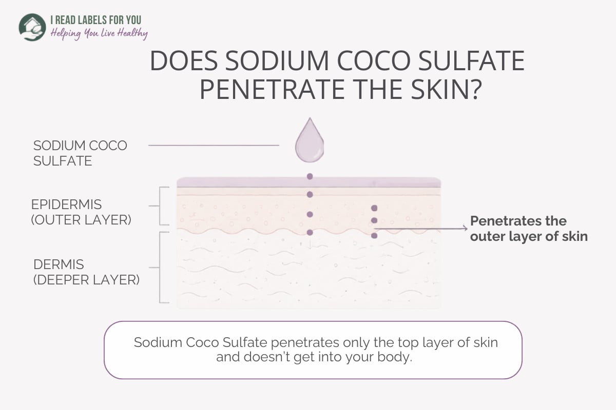 Infographic depicting skin layers and answering the question Does Sodium Coco Sulfate Penetrate Skin