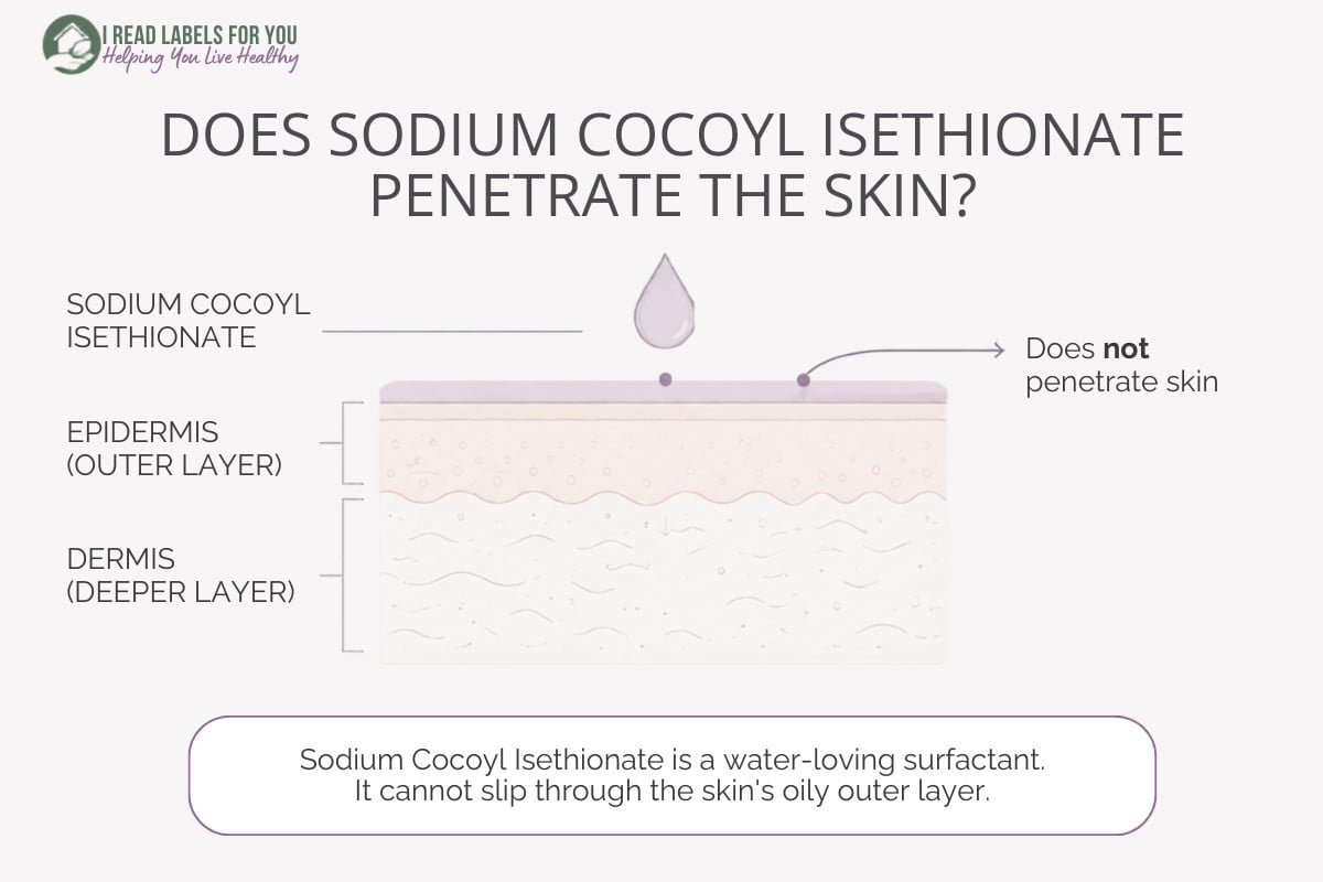 Infographic depicting skin layers and answering the question Does Sodium Cocoyl Isethionate Penetrate Skin