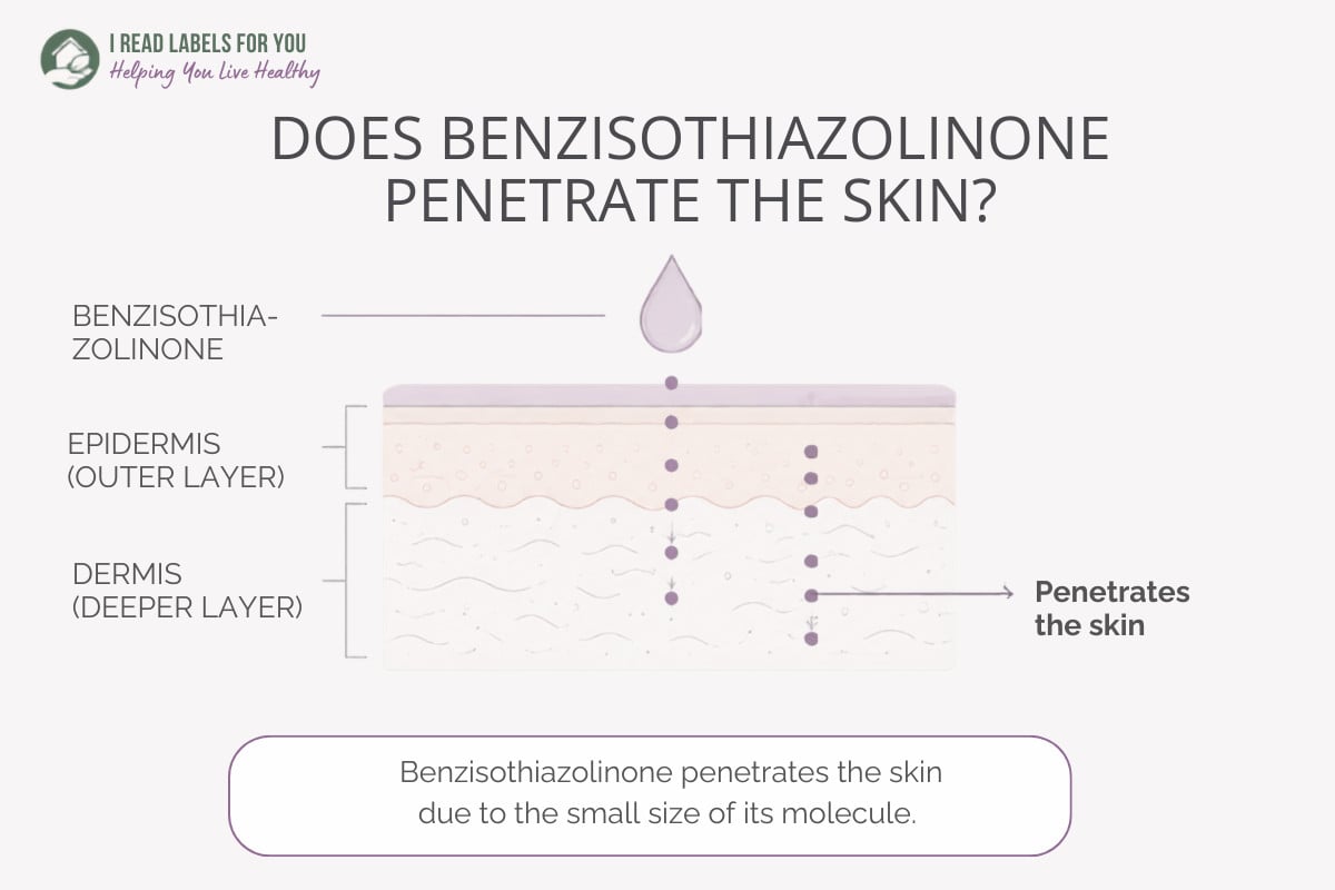 Infographic depicting skin layers and answering the question Does Benzisothiazolinone Penetrate Skin