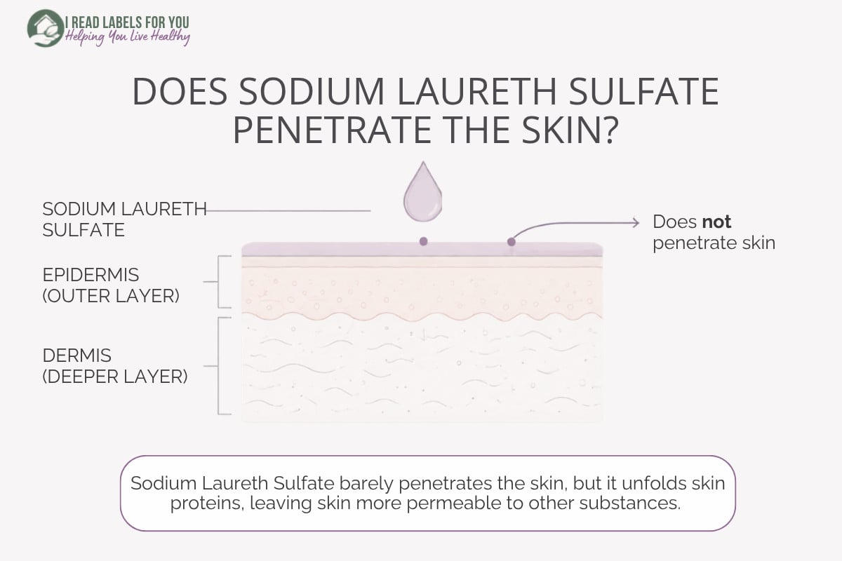 Infographic depicting skin layers and answering the question Does Sodium Laureth Sulfate Penetrate skin