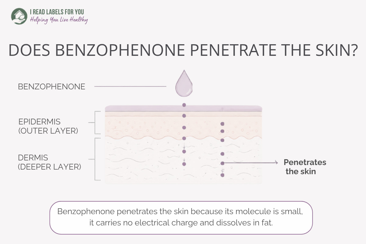 Infographic depicting skin layers and answering the question Does Benzophenone Penetrate the skin