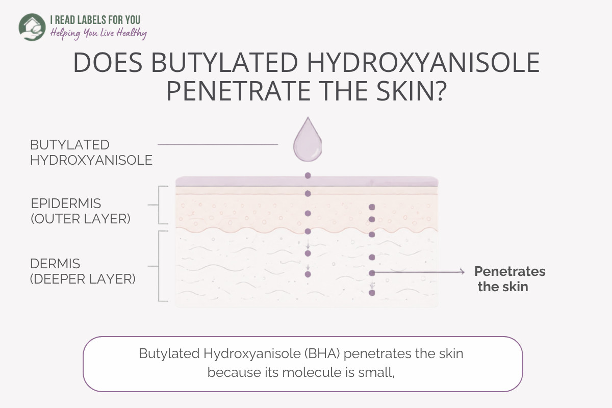 Infographic depicting skin layers and answering the question Does Butylated Hydroxyanisole Penetrate Skin