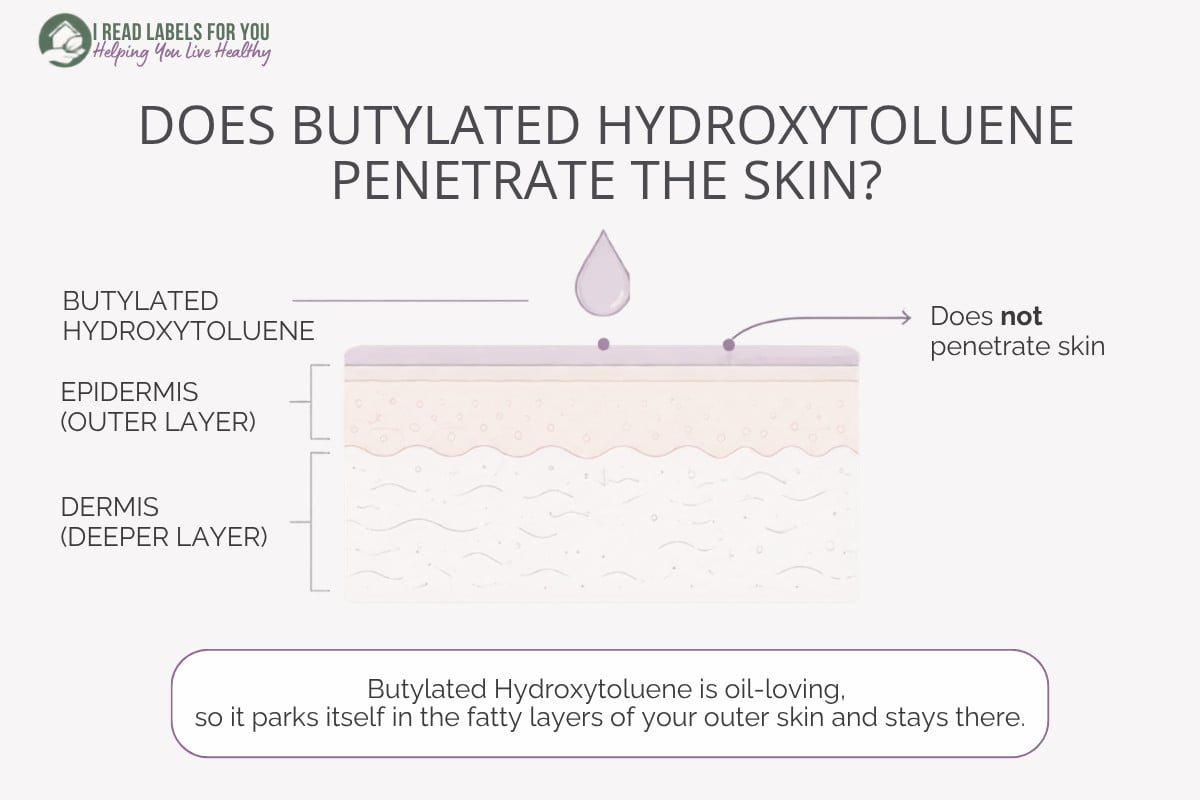 Infographic depicting skin layers and answering the question Does Butylated Hydroxytoluene Penetrate the skin
