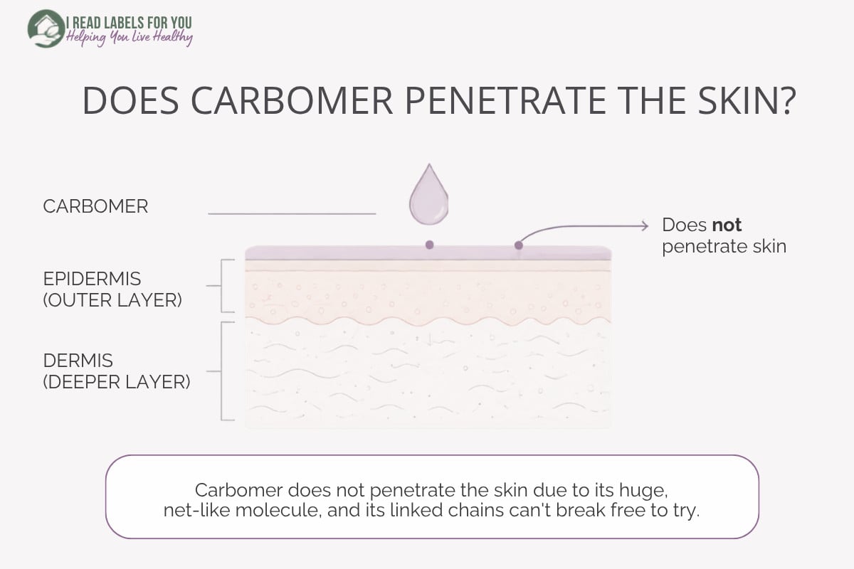 Infographic answering the question Does Carbomer Penetrate the skin