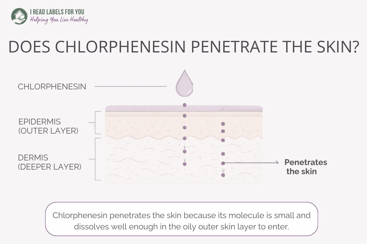 Infographic depicting skin layers and answering the question Does Chlorphenesin Penetrate Skin