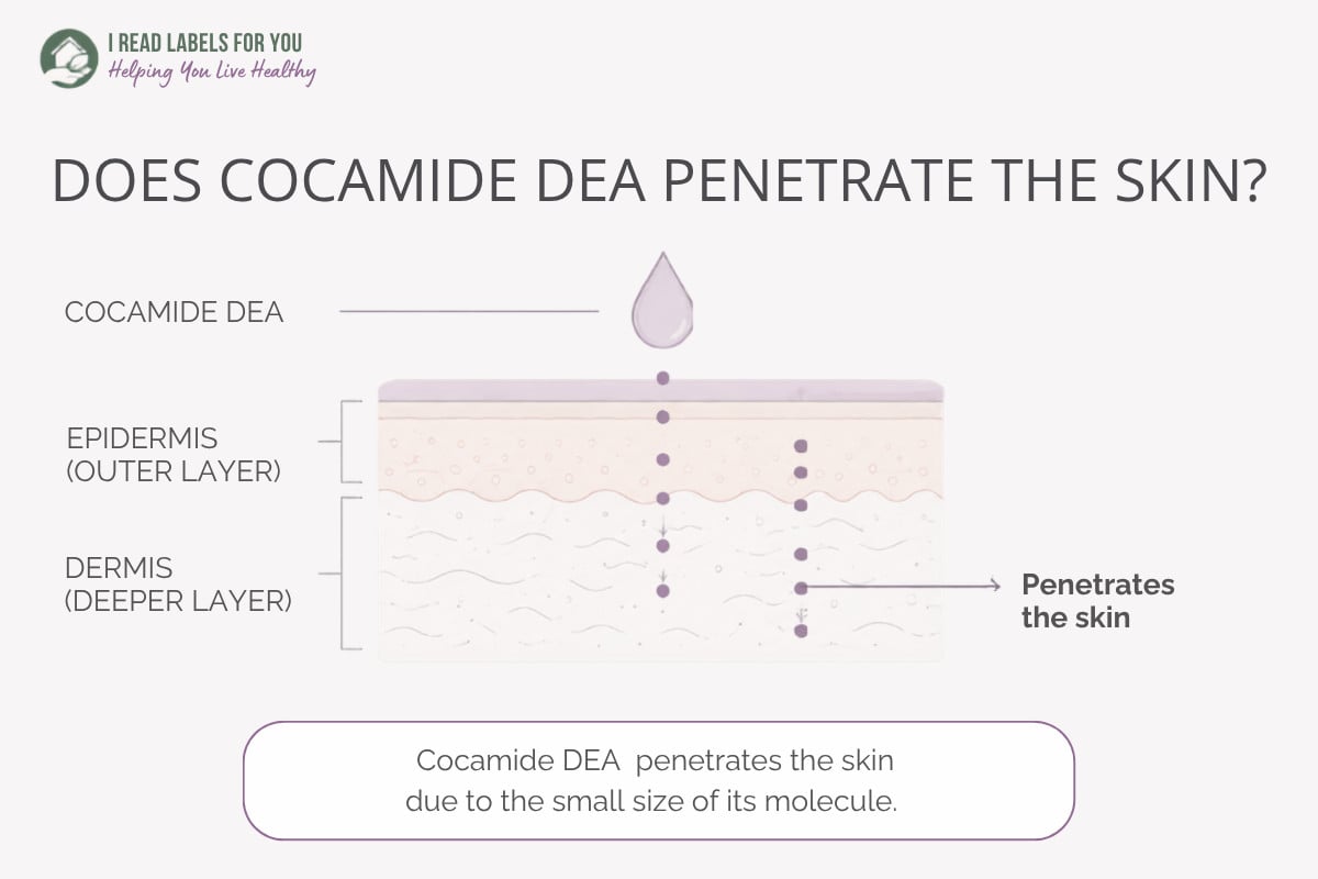 Infographic depicting skin layers and answering the question Does Cocamide DEA Penetrate the skin