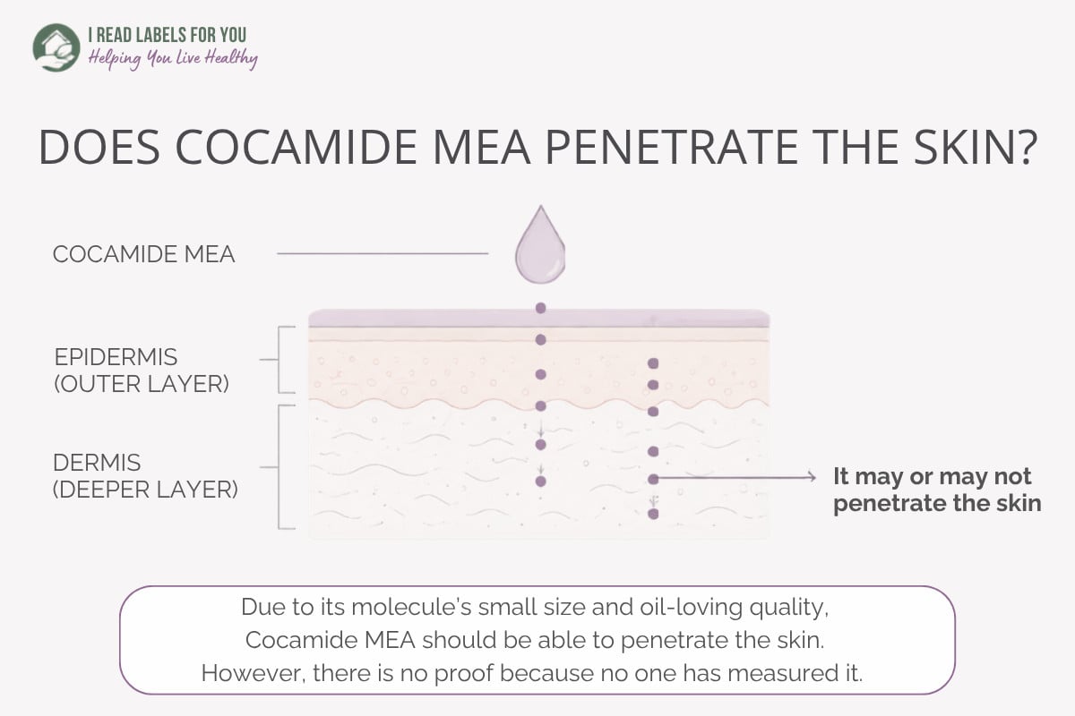 Infographic depicting skin layers and answering the question Does Cocamide MEA penetrate skin.