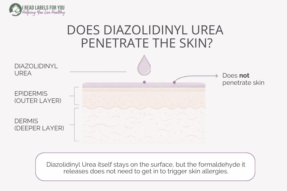 Infographic depicting skin layers and answering the question Does Diazolidinyl Urea Penetrate Skin