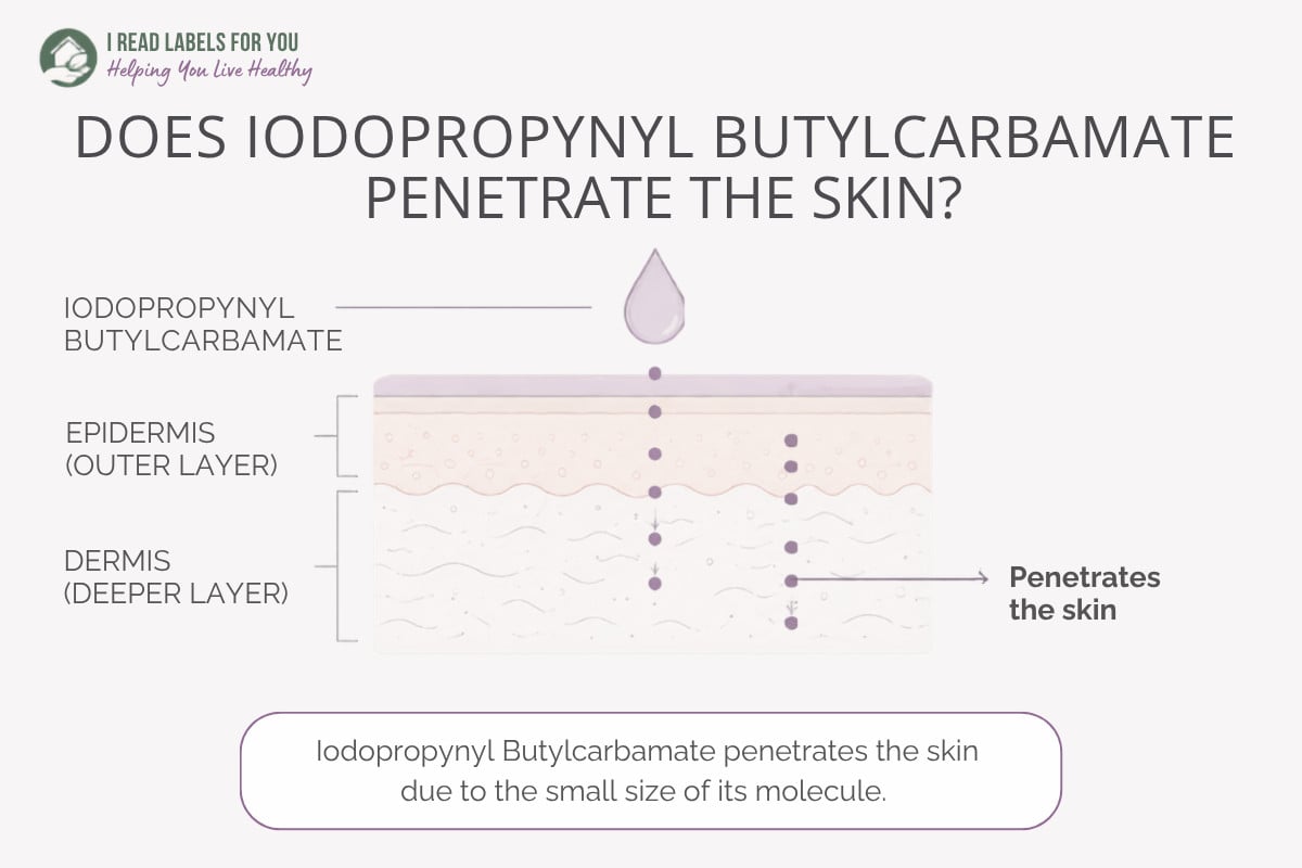Infographic depicting skin layers and answering the question Does Iodopropynyl Butylcarbamate Penetrate Skin
