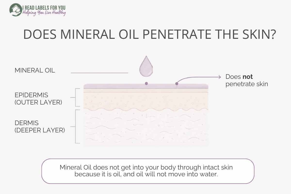 Infographic depicting skin layers and answering the question Does Mineral Oil Penetrate Skin