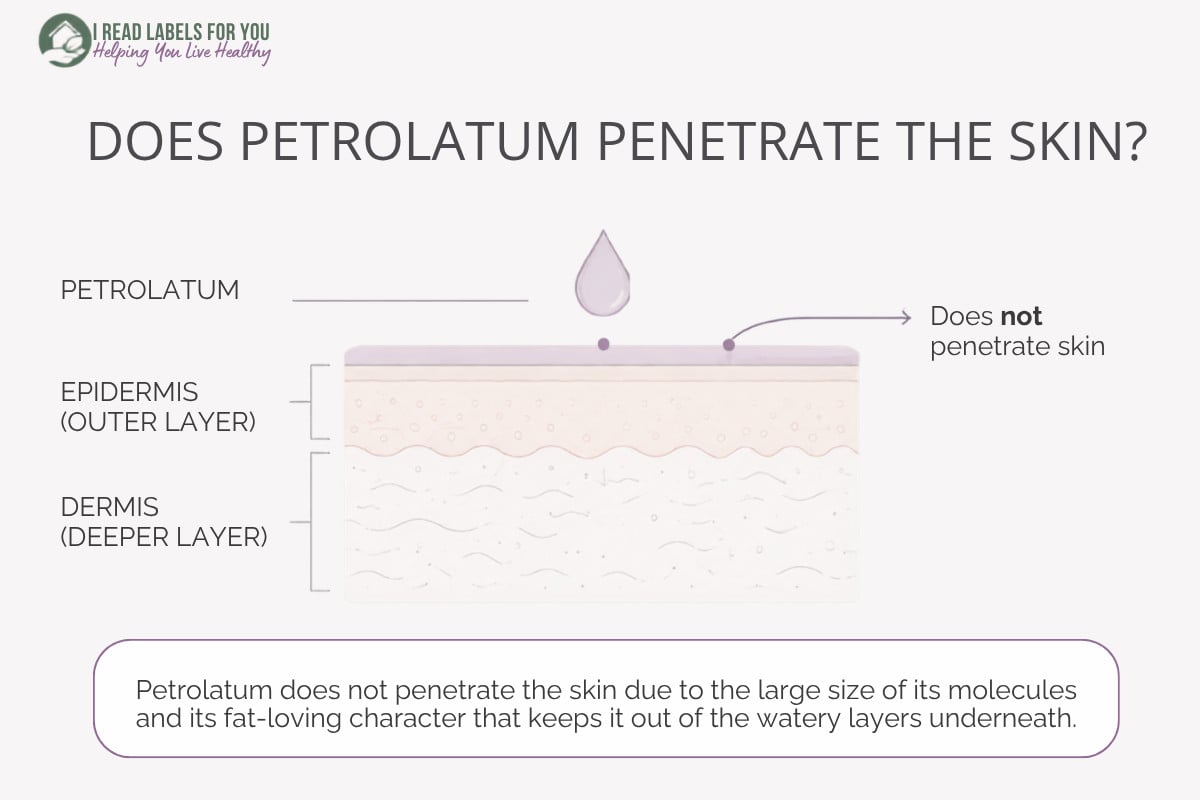 Infographic depicting skin layers and answering the question Does Petrolatum Penetrate skin