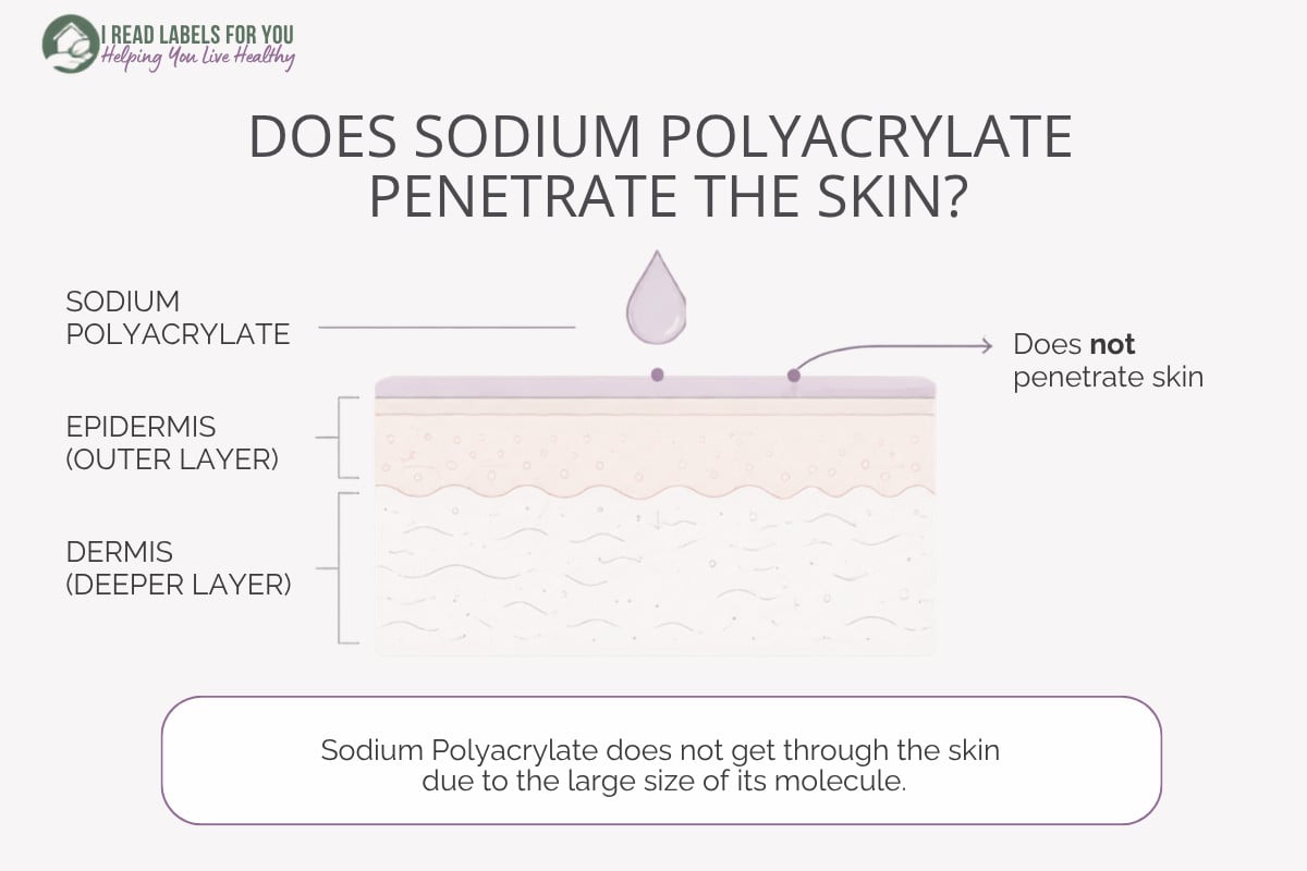 Infographic depicting skin layers and answering the question Does Sodium Polyacrylate Penetrate the skin
