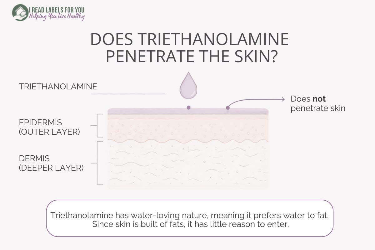 Infographic depicting skin layers and answering the question Does Triethanolamine Penetrate Skin