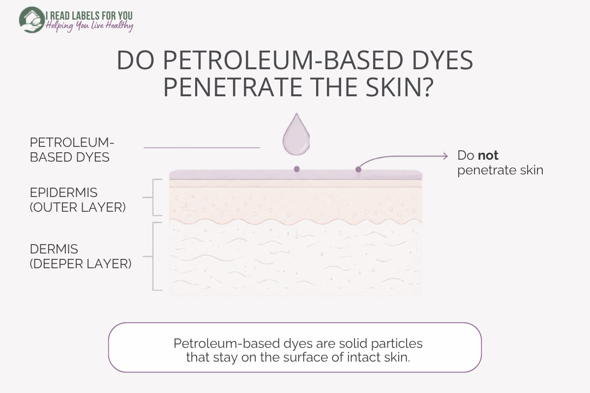 Infographic depicting skin layers and answering the question Do Petroleum-Based Dyes Penetrate the skin