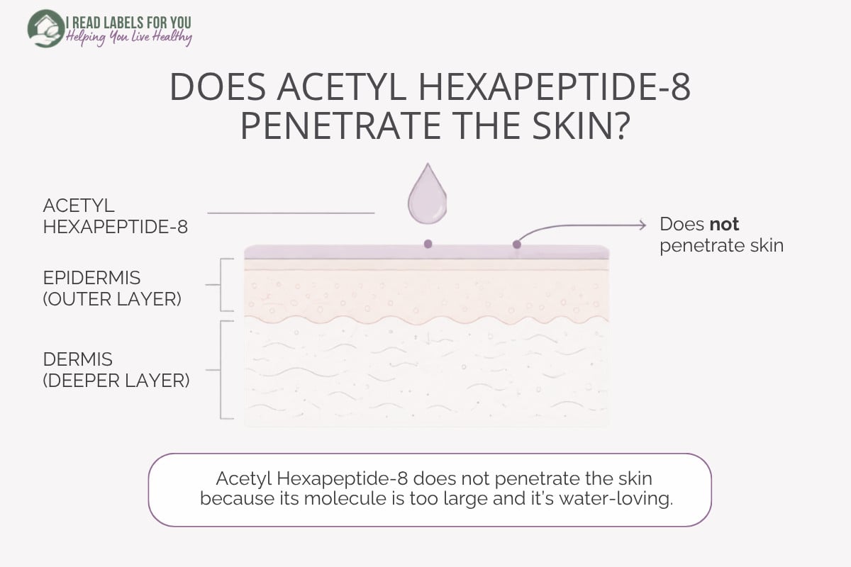 Infographic depicting skin layers and answering the question Does Acetyl Hexapeptide-8 penetrate skin