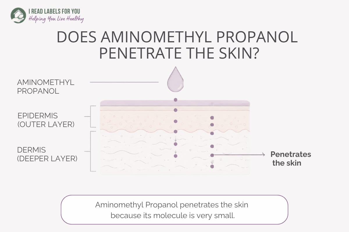 Infographic depicting skin layers and answering the question Does Aminomethyl Propanol Penetrate Skin