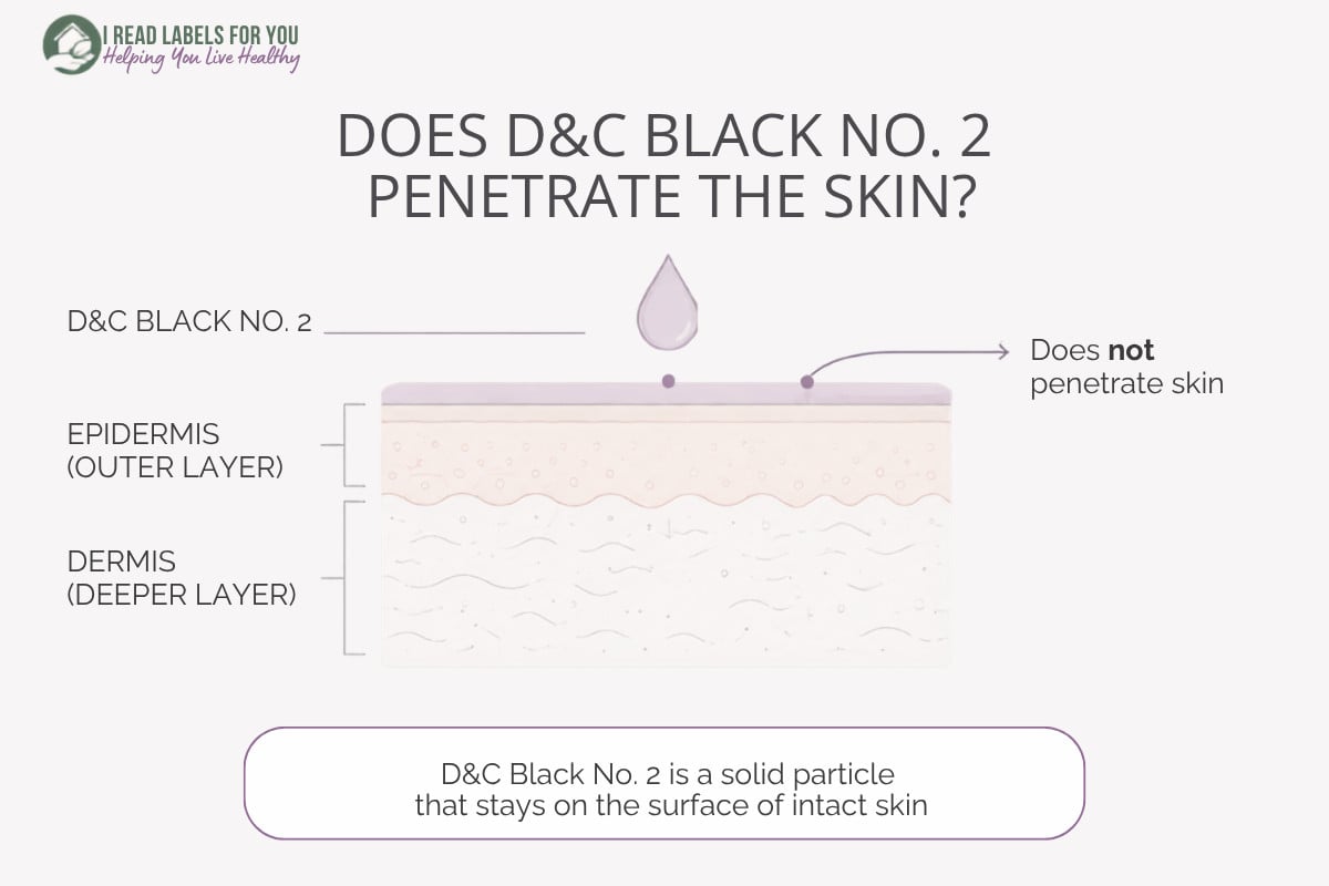 Infographic depicting skin layers and answering the question Does D&C Black No. 2 penetrate the skin