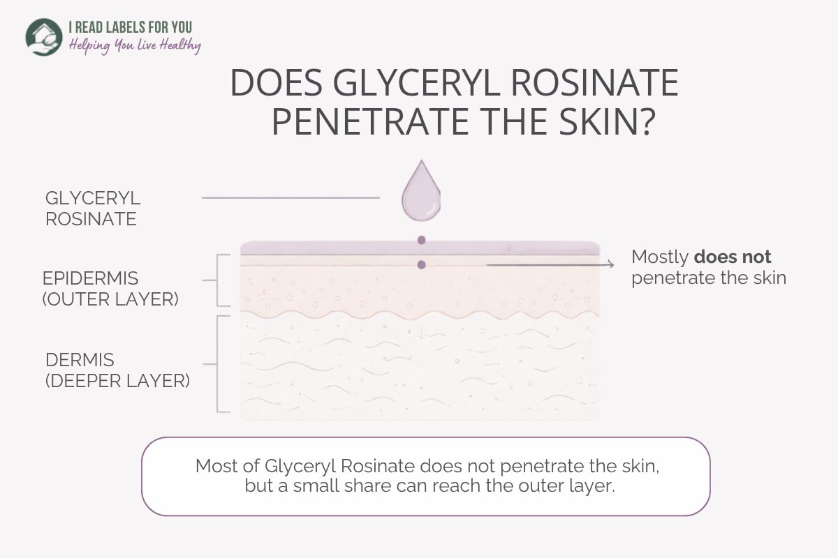 Infographic depicting skin layers and answering the question Does Glyceryl Rosinate penetrate the skin