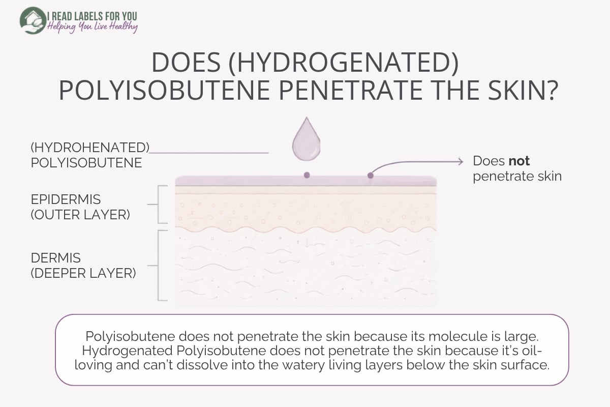 Infographic depicting skin layers and answering the question Does Hydrogenated Polyisobutene penetrate skin