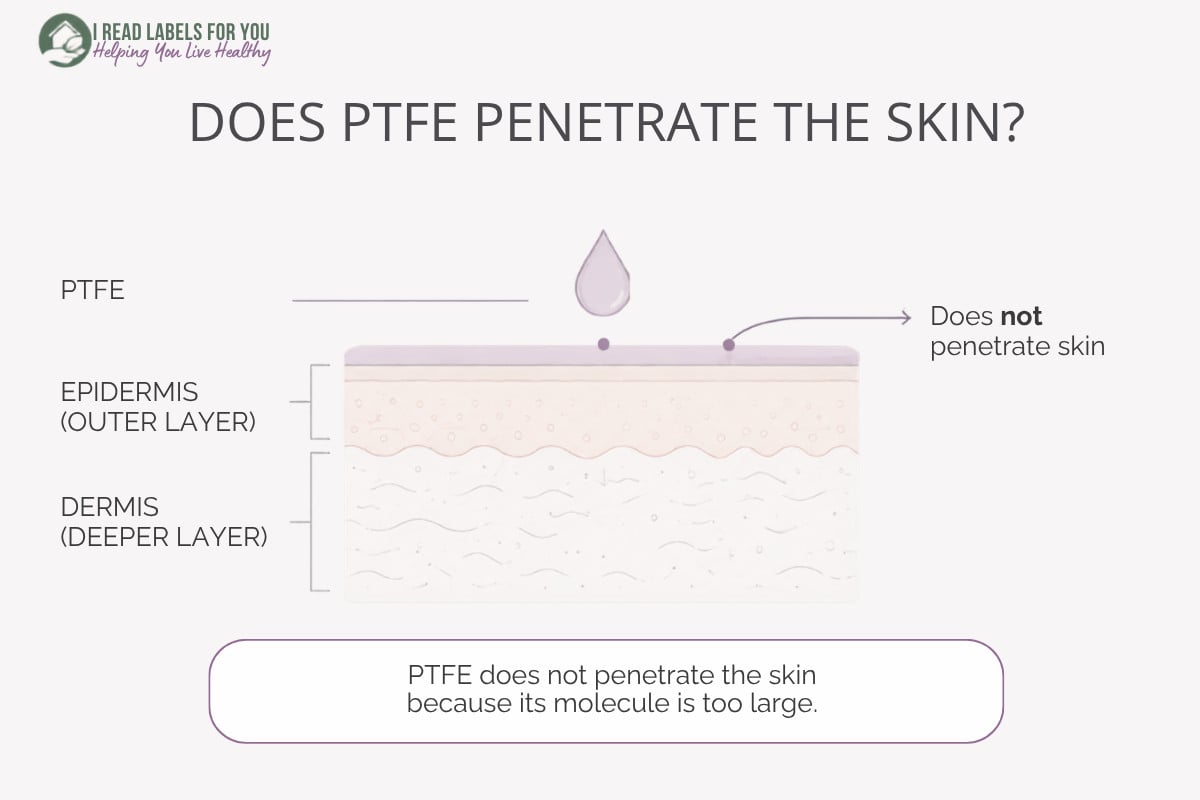 Infographic depicting skin layers and answering the question Does PTFE penetrate skin